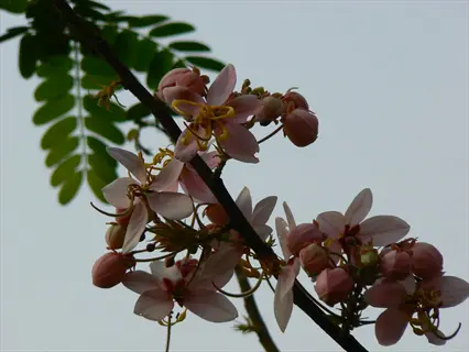 pink blossoms on a dwarf apple tree branch against a pale sky
