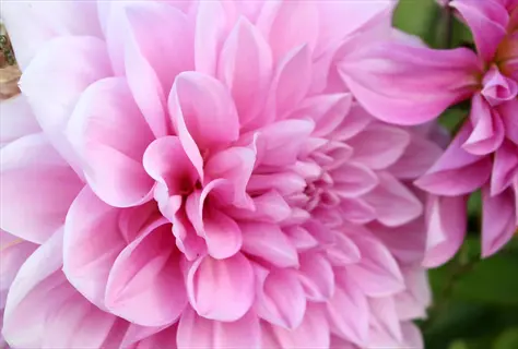 pink dinner plate dahlia blooms with layered petals in close-up