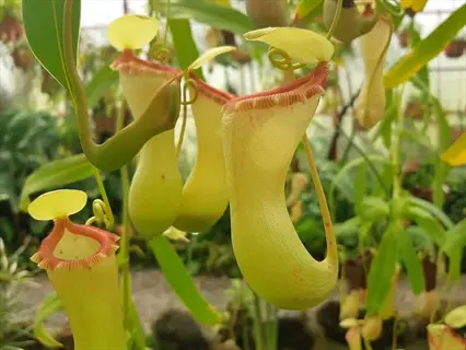 pitcher plant moss pot with yellow hanging carnivorous pitchers in a greenhouse