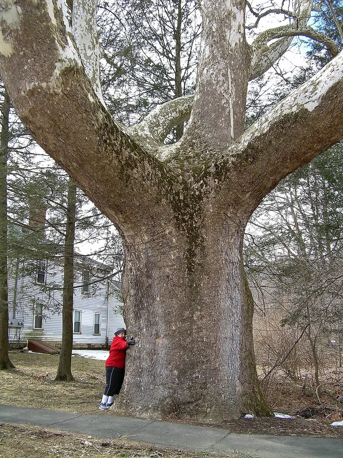 American Sycamore
