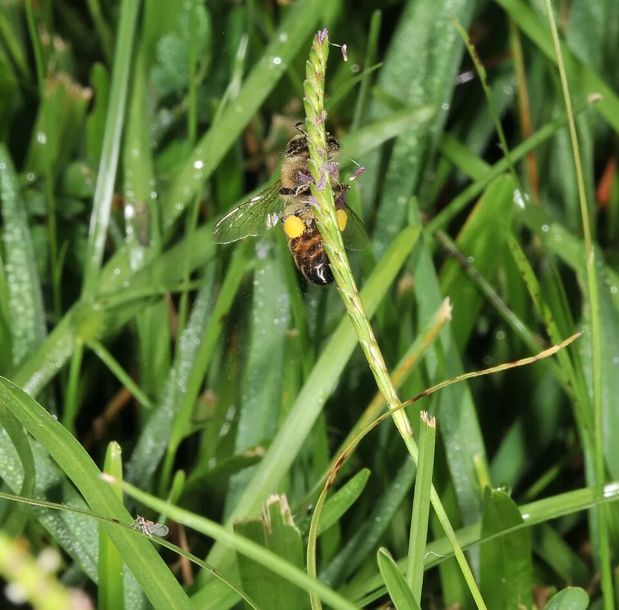 Centipede Grass