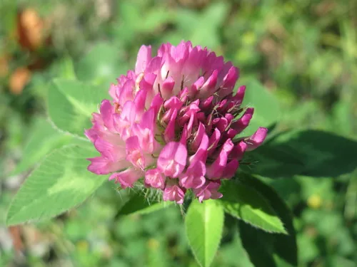 David Austin Rose