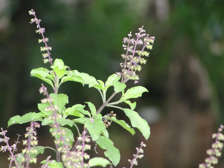 Holy Basil
