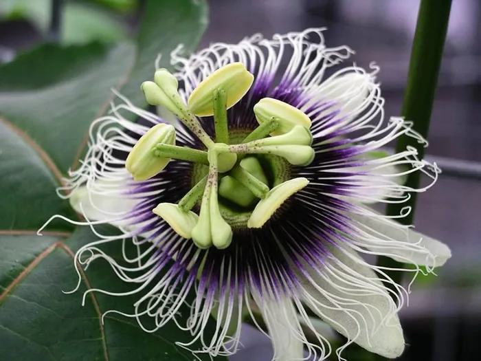 Passionfruit