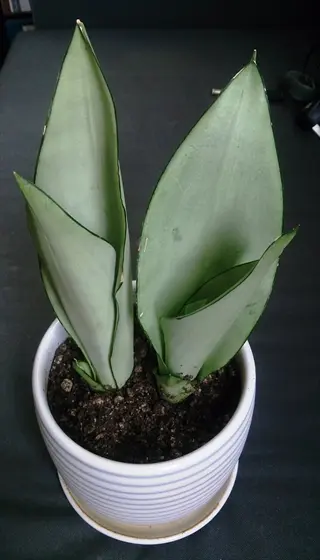 potted moonshine snake plant with pale green upright leaves