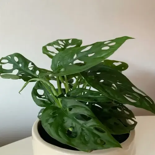 potted swiss cheese plant with green holey leaves on a white table