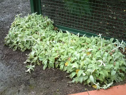 primrose heron lambs ear plants growing in a garden bed beside a green metal fence
