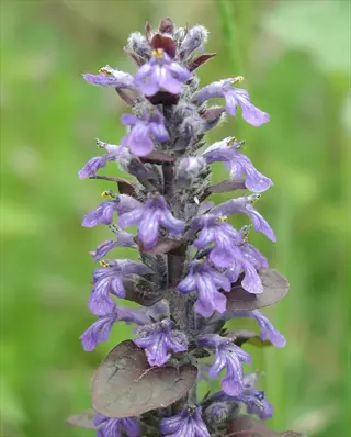 purple bugleweed ajuga flowers blooming on a green blurred background