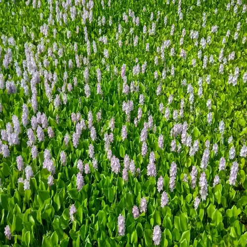 purple water hyacinth flowers blooming among dense green floating leaves
