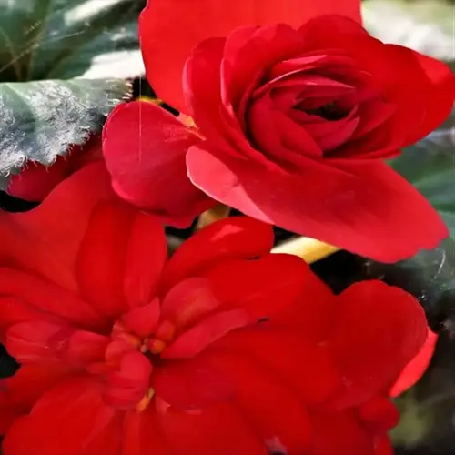 red begonia flowers closeup with green leaves in sunlight