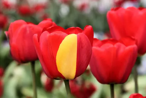 red darwin hybrid tulips with one yellow-striped bloom in focus