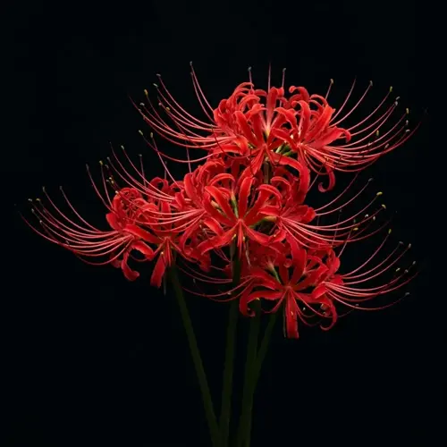 red spider lily bloom with vivid crimson flowers and long stamens on a dark background