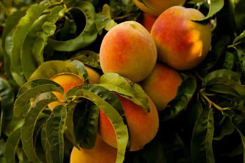 ripe peaches tree with orange fruit clustered among green leaves