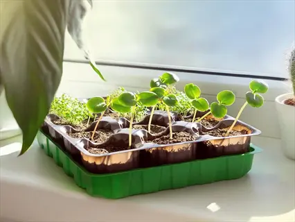 seedlings growing in a seed starting moss tray on a sunny windowsill