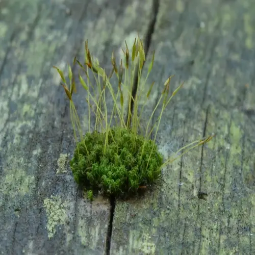 sphagnum moss closeup growing in a crack on weathered wood with slender spore stalks