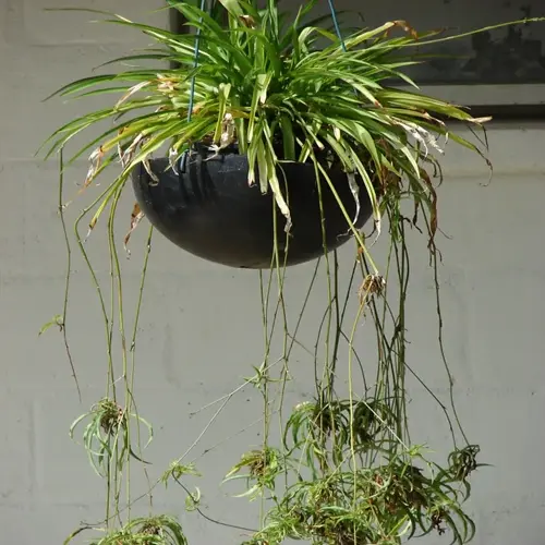 spider plant hanging basket with trailing plantlets and browned leaf tips