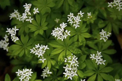 sweet woodruff white flowers blooming above green star-shaped leaves