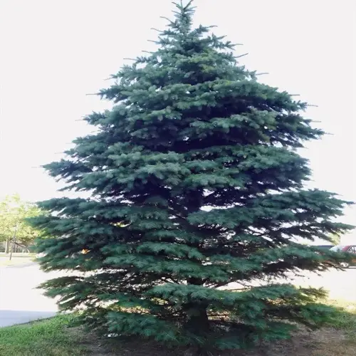 tall blue spruce tree growing outdoors near a street
