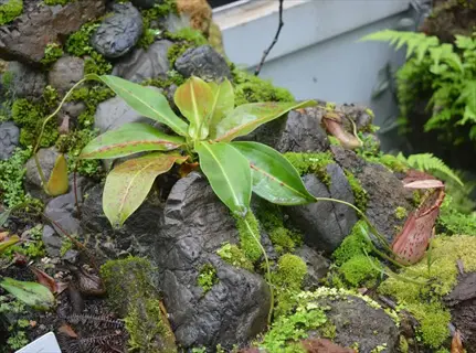 terrarium sphagnum moss substrate with tropical pitcher plants on wet rocks