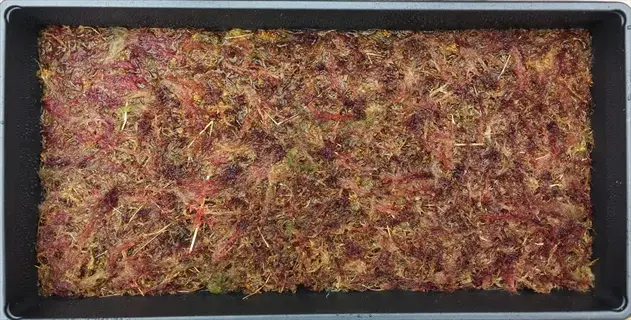 tray filled with dried sphagnum moss in mixed brown, red, and green tones