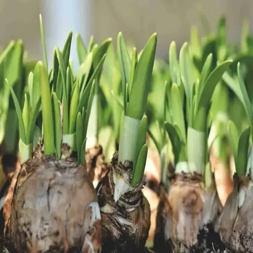 tulip bulbs planting with green shoots emerging from soil in a garden bed