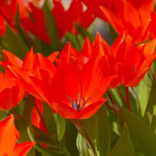 tulipa praestans fusilier red-orange tulips blooming in a sunny garden