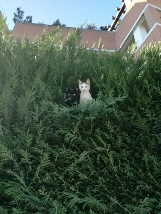 two cats peeking from a leyland cypress hedge beside a brick building