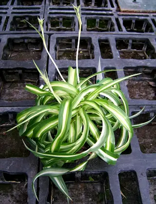 variegatum spider plant with striped green and white leaves in a nursery tray