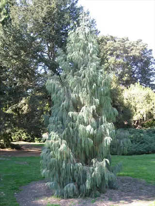 weeping blue spruce tree with cascading blue-green branches in a park