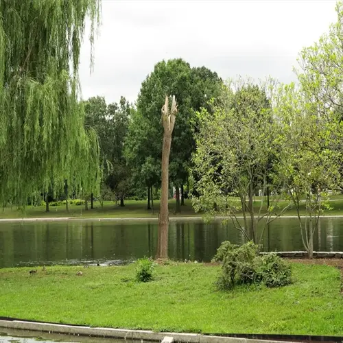 weeping willow lakeside with green lawn, trees, and a calm pond in a park
