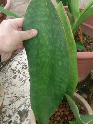 whale fin sansevieria with broad green mottled leaves in a pot