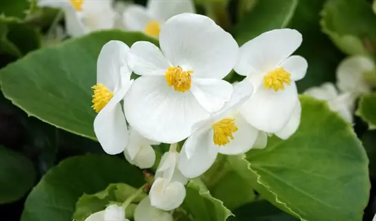 white wax begonia flowers with yellow centers and green leaves