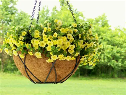 yellow flowers spilling from a moss lined hanging basket in a sunny garden