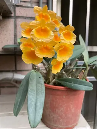 yellow orchid sphagnum moss pot with bright blooms on a windowsill