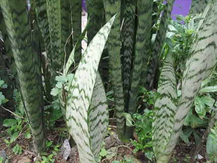 zeylanica snake plant with tall green variegated upright leaves growing outdoors